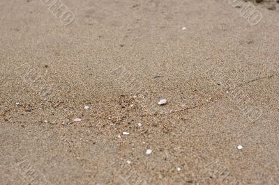 Sand on shore with tiny shell