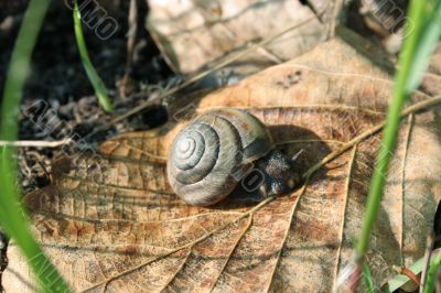 Snail on fallen leaf