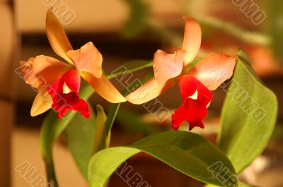 Orchid