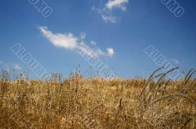 cloudy sky and dry grass