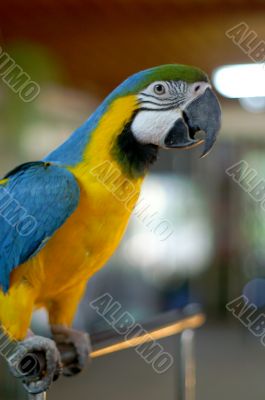 Parrot