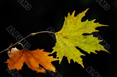 Autumn leaves