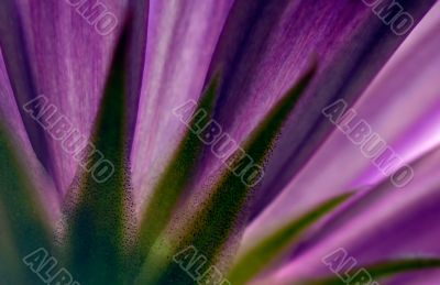 Violet flower