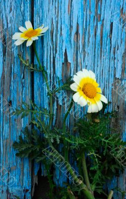 Daisies