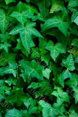 Foliage
