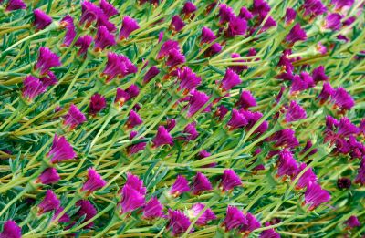 Pattern of violet flowers