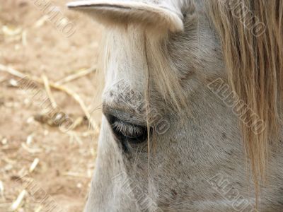 old horse