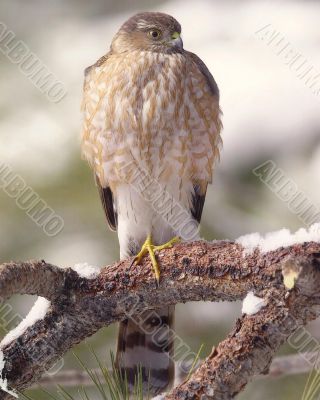 Eagle