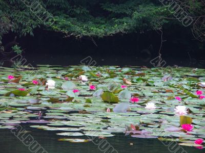 Tokyo garden