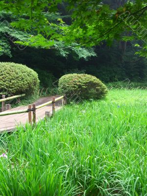 Tokyo garden