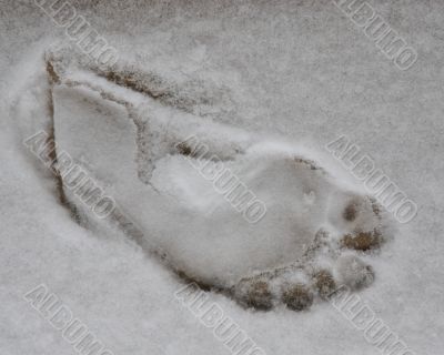 Foot