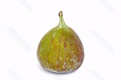 single fig on white