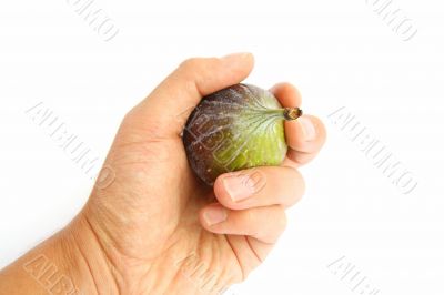 fig in hand isolated