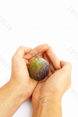 fig in hands