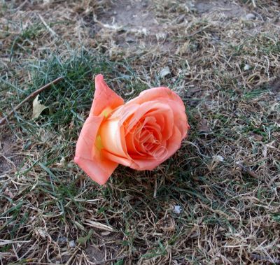 Forgotten Rose