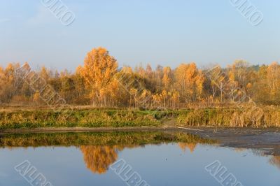 golden autumn forest