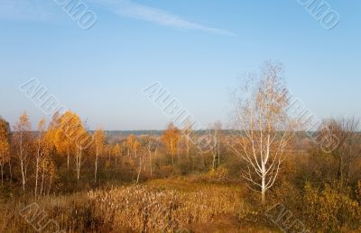 yellow autumn trees