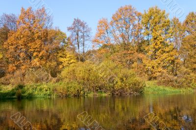 yellow autumn forest