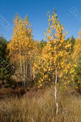 autumn birch with golden leaves