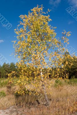 birch with yellow leaves