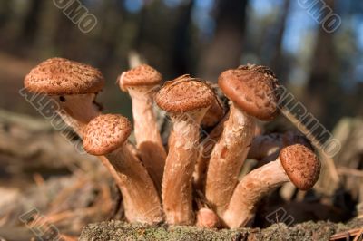 honey fungus