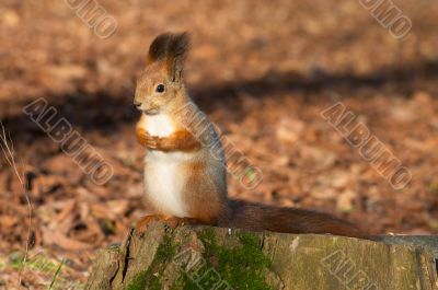 squirrel on the stub