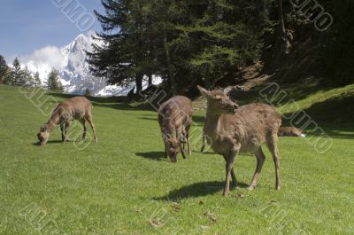 Deer in front of Mont Blanc