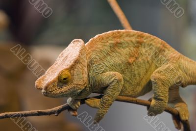 Parsons Chameleon