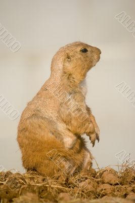 Prairie Dog