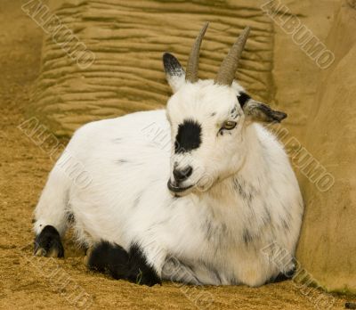 Pygmy Goat