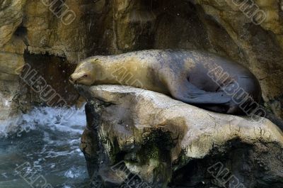 Patagonian Sea Lion