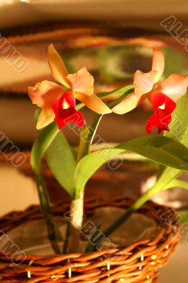 Orchid