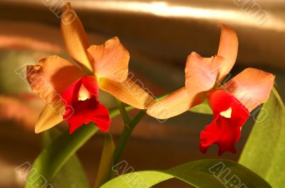 Orchid
