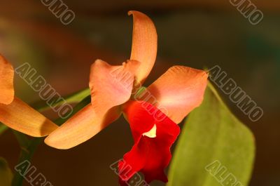 Orchid