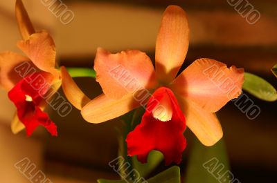 Orchid