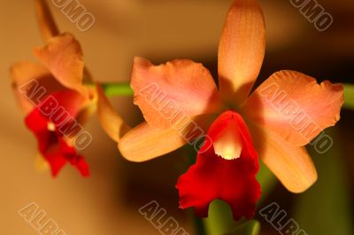 Orchid