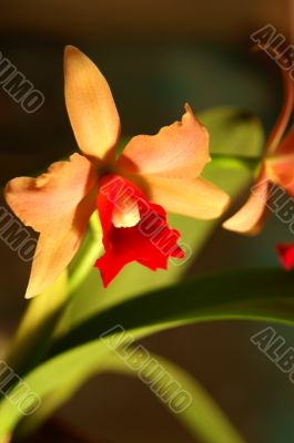 Orchid