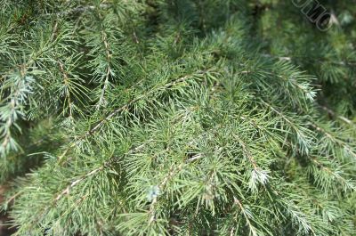 Pine branches