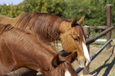 horses family