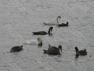 a family of swans