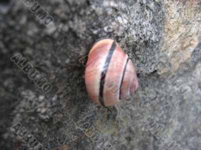a snail on the rock