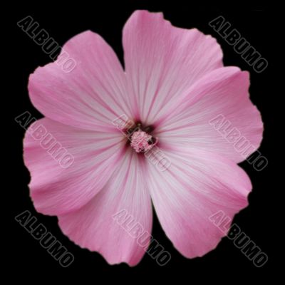 Pink flower (isolated on black)