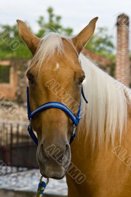 Horse Close up