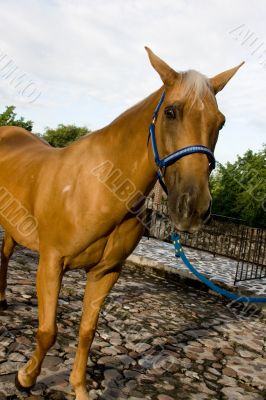 Horse 3