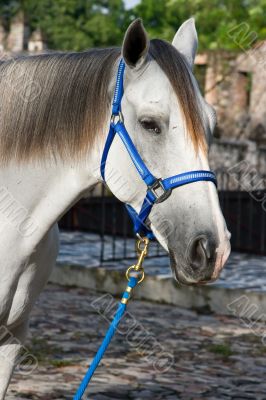 Horse close-up 3