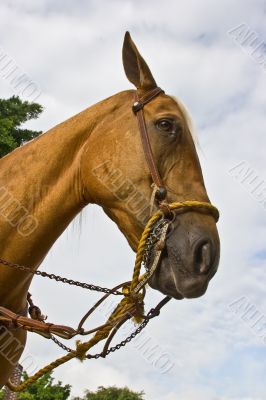 Horse close-up 4