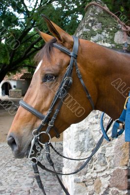 Horse close-up 5