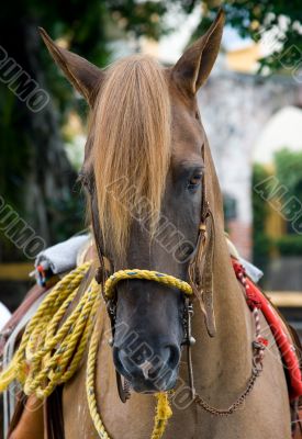 Horse close-up 6