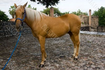 Horse in farm