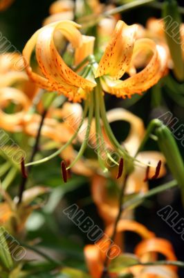 blooming yellow flower